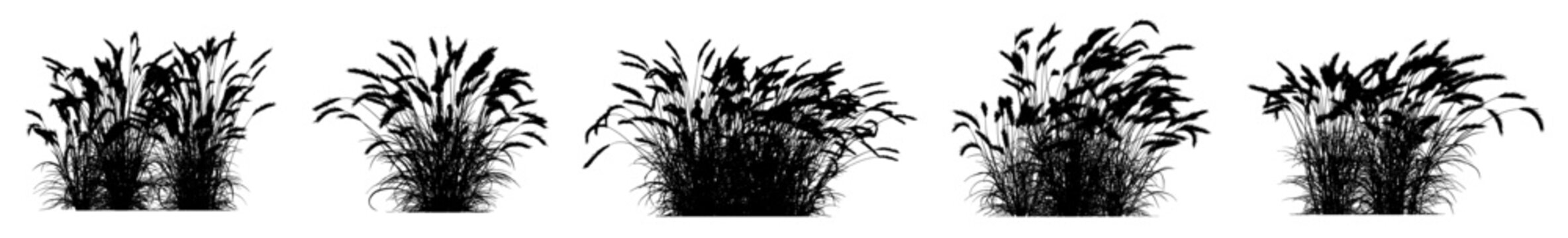 hordeum jubatum silhouettes (foxtail barley, squirrel-tail grass, ornamental grass) isolated premium vector image, black shapes