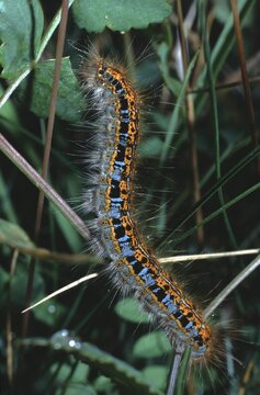 catapillar of Malacosoma castrensia or Ground Lackey