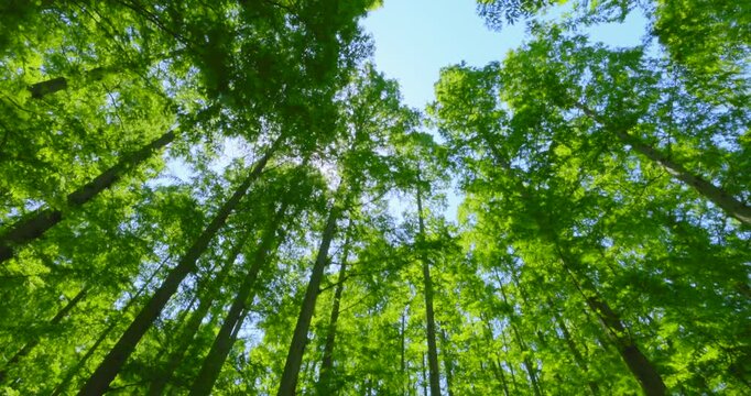 初夏の爽やかな青空と見上げる新緑のメタセコイア並木
