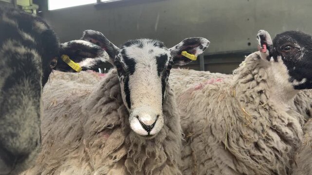 Sheep close up looking into camera farm animals and wool production UK 4K