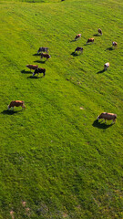 Fototapeta premium A herd of domestic cattle grazes leisurely across a vibrant green meadow, embodying the serene beauty of rural agriculture. The cows, peacefully scattered, highlight the idyllic setting.