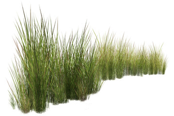 grass isolated on white background/Highly detailed and sharp green grass clumps isolated on a white background, realistic ornamental vegetation ideal for landscape, garden, nature © Saharattaphum