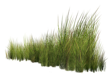 grass isolated on white background © Saharattaphum