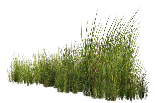 grass isolated on white background