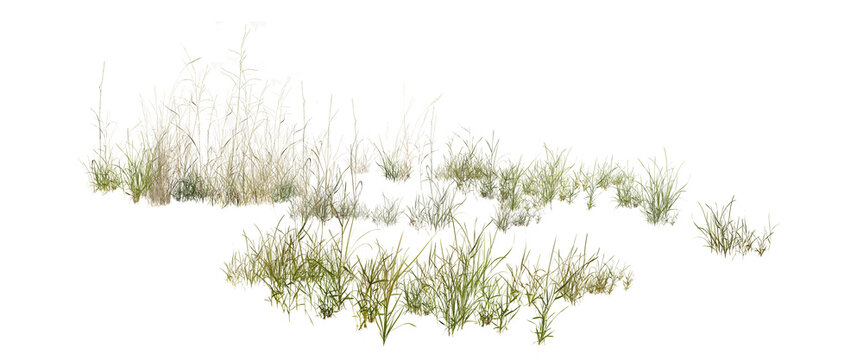 grass isolated on white background/Highly detailed and sharp wild grass collection isolated on a white background. Realistic natural vegetation cutout, perfect for landscape design