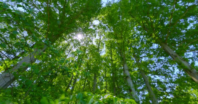 初夏の爽やかな青空と見上げる新緑のメタセコイア並木