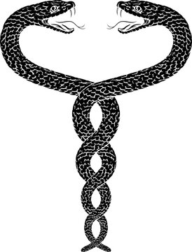 Two snakes intertwined serpents in a double helix spiral. Original illustration in a vintage woodcut engraving etching style.