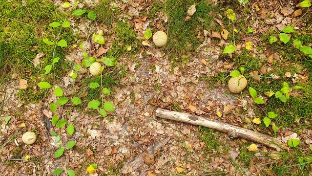 Waldboden mit Kartoffelboviste