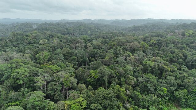 Drone panoramic view of untouched tropical rainforest near Crique Crabe in French Guiana. Vast green jungle canopy stretching to the horizon under cloudy tropical skies.