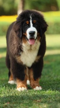 Bernese Mountain Dog Puppy Grass Outdoor Portrait