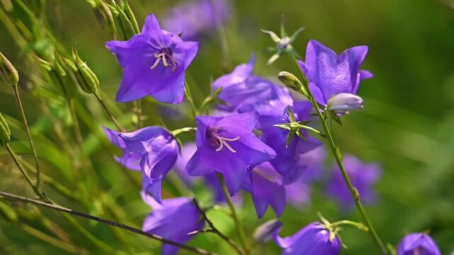 Violet-blue persicifolia bellflower close-up with its characteristic five-petaled blossoms blooming in a wild forest meadow