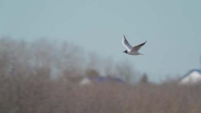 A seagull (Laridae) in flight. 