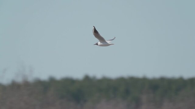 A seagull (Laridae) in flight. 