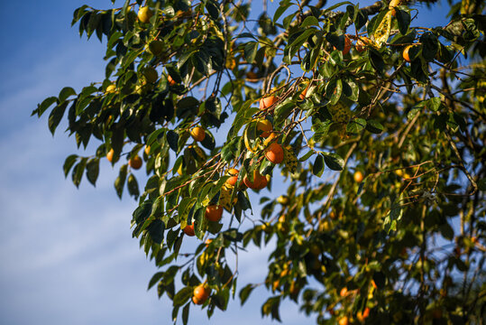 Persimmon Fruit on Blue Background