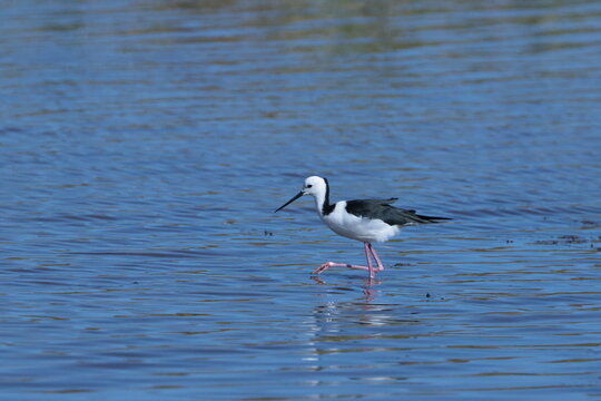 Black-winged Stilt