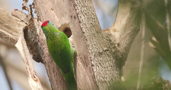 A steady close shot captures a Blue-throated Barbet meticulously crafting its nest, showcasing the bird&rsquo;s vibrant hues and dedication intimate glimpse into nature&rsquo;s architectural grace and instinct 4k