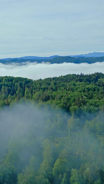 An aerial view captures a lush forest shrouded in light mist, creating a serene atmosphere. Dense trees and rolling landscape stretch into the distance, where clouds gently hover above.