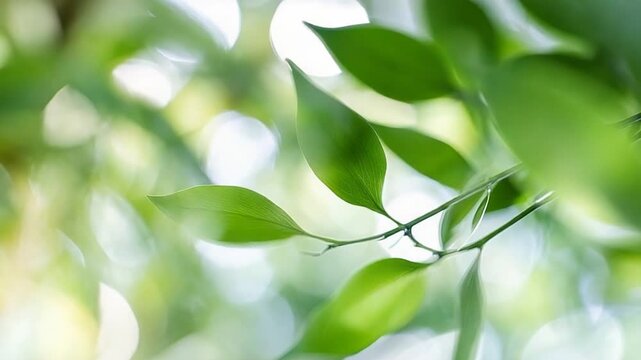 Serene green leaves illuminated by soft sunlight in a peaceful natural setting