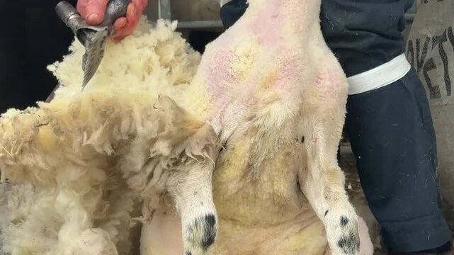 Sheep being sheered close up view of wool being removed from farm animal UK 4K