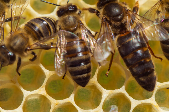 Relative sizes of the queen and worker bee.
