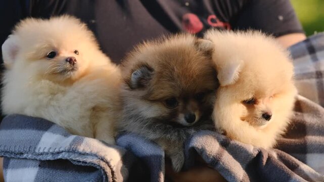 Three cute Pomeranian spitz puppies wrapped in a plaid blanket held in human hands outdoors.