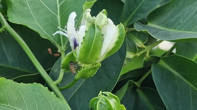 Close-up video of a bee visiting a passion flower to collect nectar, highlighting pollination behavior and the intricate beauty of tropical blooms. Natural wildlife footage in a garden setting.