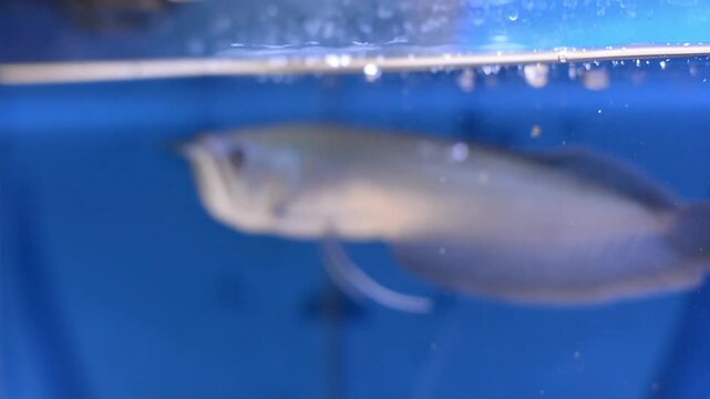 Exotic Silver Arowana Fish Feeding on Pellets in Freshwater Tank
