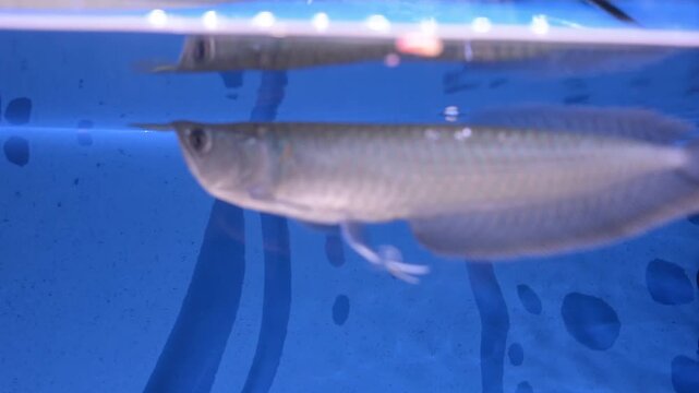 Silver Arowana Predatory Fish Swimming and Hunting in Aquarium
