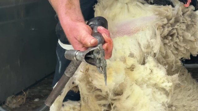 Sheep being sheered close up view of wool being removed from farm animal UK 4K