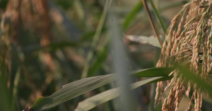 A slow-motion 120fps panning shot reveals lush green paddy fields of Assam, with ripened rice gently swaying in the breeze, painting a poetic portrait of rural tranquillity. 4K