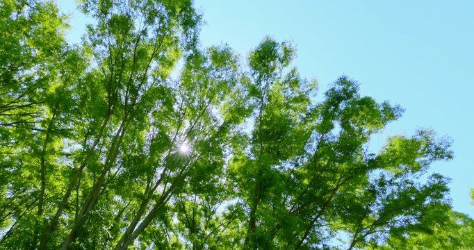 初夏の爽やかな青空と見上げる新緑のメタセコイア並木