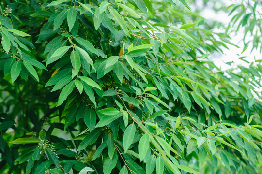 Litsea cubeba fruits grow on tree