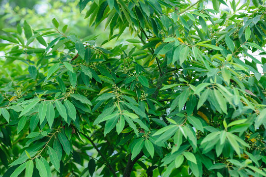 Litsea cubeba fruits grow on tree