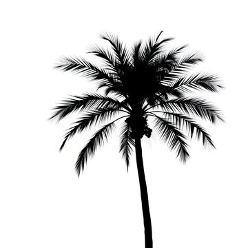 Silhouette of a single palm tree isolated on white background, vacation, ||tree