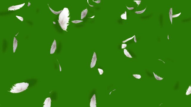 Gentle white feathers falling against vibrant green background creates soft effect. Beautiful white feathers explode in the air and then slowly falling down Loop Backgrounds. commercial advertisement,