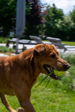 Side view of a fox red Labrador Retriever dog running with a tennis ball in its mouth