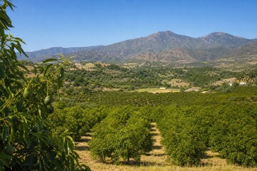Obraz premium Avocado trees growing in neat rows on agricultural plantation in sunny valley with scenic mountain range under clear blue sky, organic farming concept.