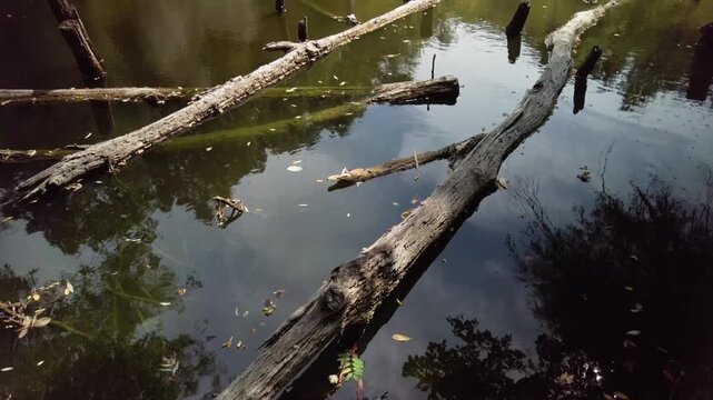 Calm woodland scene with abandoned pond and fallen log on water surface Fallen tree trunk across still water in overgrown lake showing untouched nature and abandoned landscape