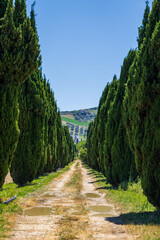 Obraz premium Scenic avenue lined with Italian cypress trees leading through the countryside near Pineto, Italy, Pineto, 30 May 2026