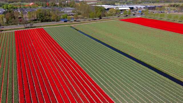 Aerial view of vibrant red tulip fields and green rows. Drone landscape of geometric agricultural plantations divided by a straight water drainage canal in the Netherlands rural countryside.