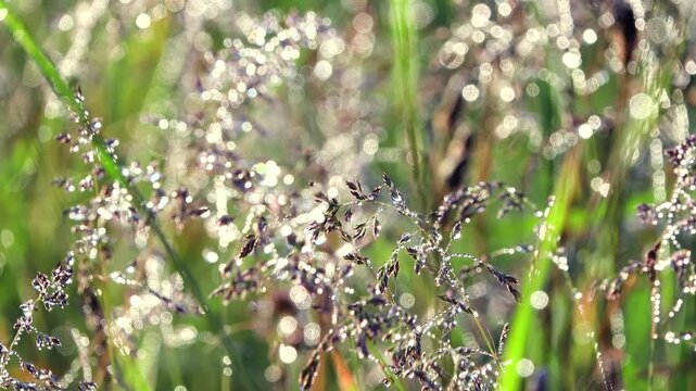 野の草と水滴