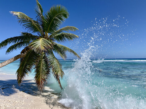 isolated tropical cove, white sand beach, lush green palm trees leaning over the water, gentle waves,deep blue sky, perfectly calm sea, immense negative space for text, travel commercial aesthetic