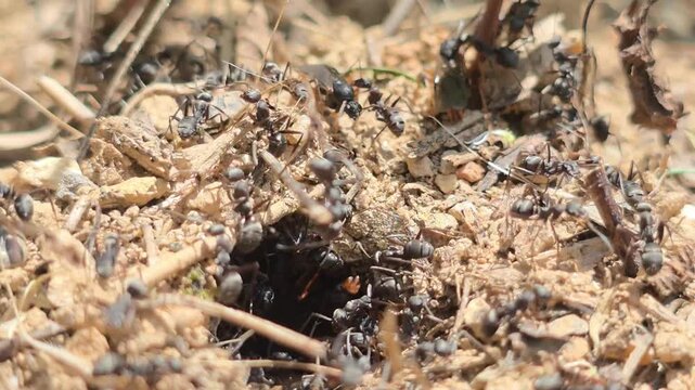 
4K Macro shot of black ants (Camponotus japonicus) preparing for nuptial flight around the nest entrance. #001

