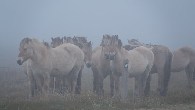 Eine gro&szlig;e Herde brauner Ponys im dichten Seenebel an der Nordseek&uuml;ste