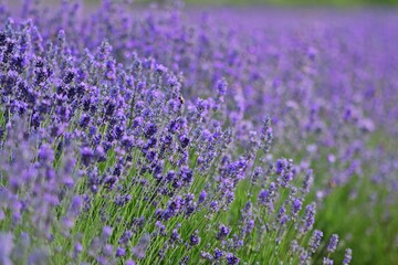 Obraz premium Lavendel Feld in Burgenland, Nahaufnahme