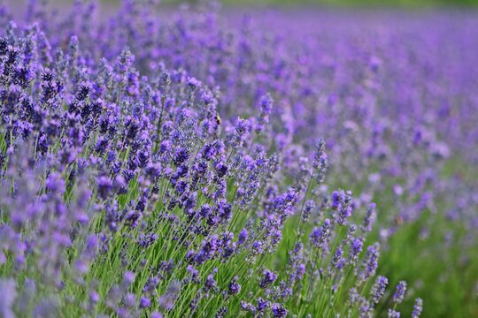 Lavendel Feld in Burgenland, Nahaufnahme