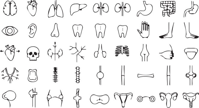 Human Anatomy and Organs Line Icons Set with Medical Body Parts Healthcare and Biology Symbols