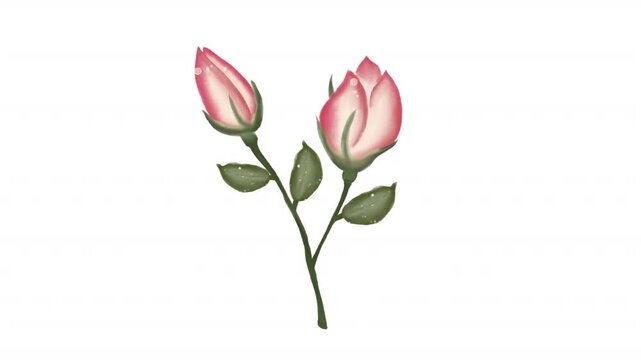 Watercolor floral of pink rosebuds with green stems suitable for greeting cards, invitations, stationery, and wedding designs. Bright, elegant, nature inspired.