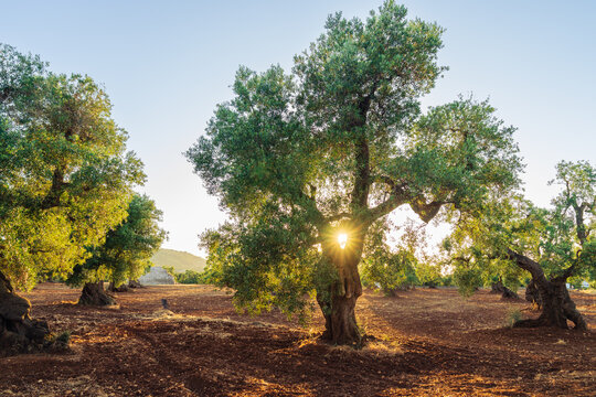 Sunburst through ancient olive tree in red soil grove in Puglia, Italy