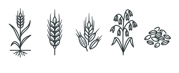 Fototapeta premium Various cereal grains, wheat, and oat plants are depicted in a minimalist line art style, showcasing different stages of growth and harvested seeds.